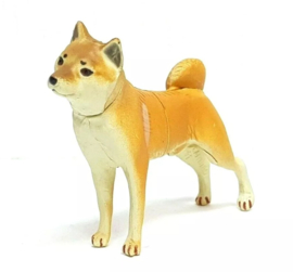 Shiba inu Furuta  hond
