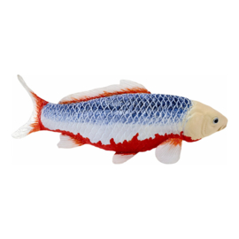 Koi karper Asagi (blue-red)  Mojö 381100