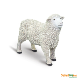 Sheep   Safari 162429
