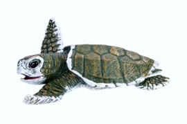 Kemp's Ridley zeeschildpad (jong) S267429