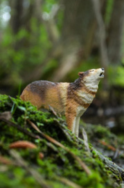 Wolf  howling Toymany