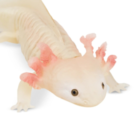 Axolotl Toymany