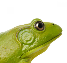 Bullfrog  S268729