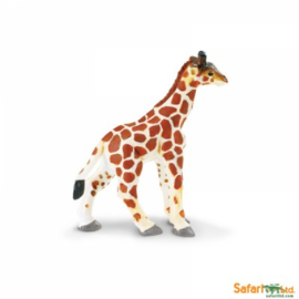 Giraffe kalf  S270729