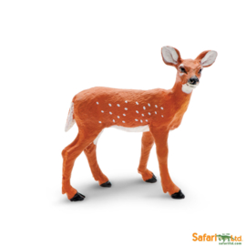 Whitetail Fawn calf    S180229