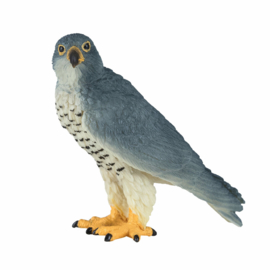 Peregrin falcon  Mojo 381056