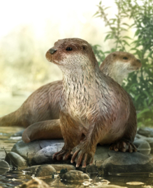 Otter CollectA 88941
