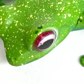 Ankafana Bright-eyed frog  Colorata