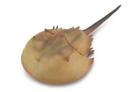 Horseshoe crab XL CollectA 88905