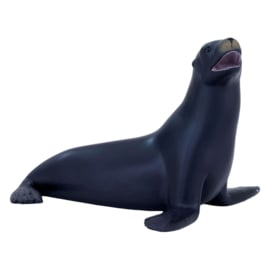 Californian sealion  Mojo 387115