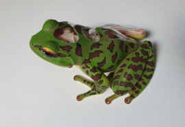 Frog   4D Vision anatomic model