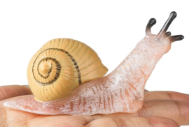 Snail  yellow