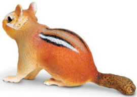 Eastern Chipmunk  263029