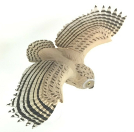 07 Velduil    short-eared owl