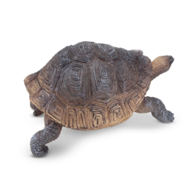 Galapagos Tortoise  Toymany