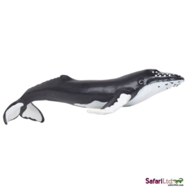 Humpback Whale   S202029