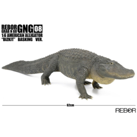 American Alligator  REBOR 161076  Basking