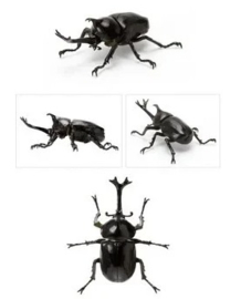 Rhinoceros beetle Bandai