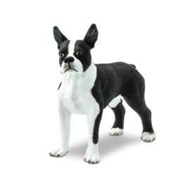 Boston terrier  Safari 255029