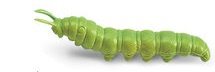 Catterpillar  green  mini