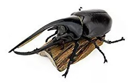 Neptune Rhinoceros Beetle Colorata