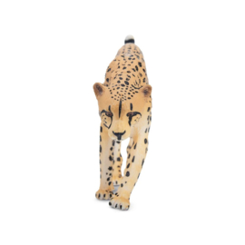 Cheetah male Toymany