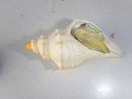 Shell with opercullum