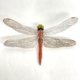 Libelle Autumn darter (Sympetrum frequens)