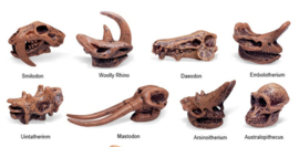 Prehistoric mammal skulls