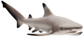Blacktip Reef Shark   S200029