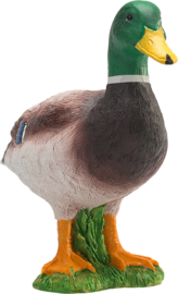 Wild duck  Mojo 387127