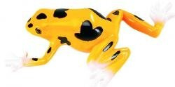 Poison dart frog  yellow