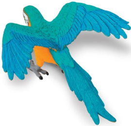 Blue & Gold macaw S264029