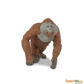 Orangutan Male  S292929