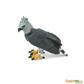 Harpy Eagle   S150929