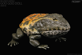 Beelzebufo ampinga