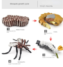 Mug  Muskiet Steekmug  levenscyclus