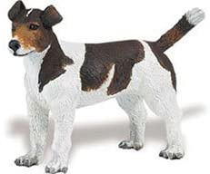 Jack Russell Terrier  Safari 254229