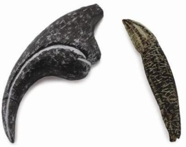 Tand en vingerklauw Allosaurus CollectA 89288
