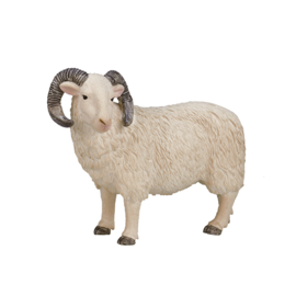 Sheep  ram Mojo 387097