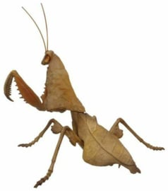 Mantis  Deroplatys lobata