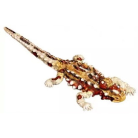 Thorny devil  78002