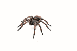 Spider  Papo 50292