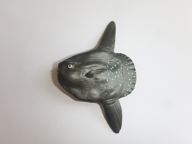 Maanvis  Sunfish