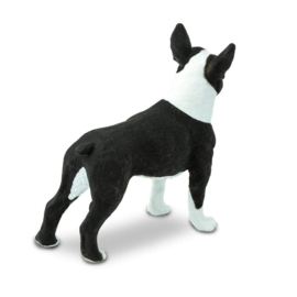 Boston terrier  Safari 255029