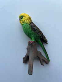 Grasparkiet  groen op tak