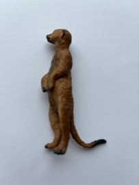 Meerkat