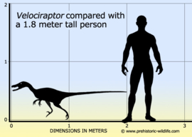 Velociraptor  1:6  CollectA 88407