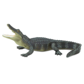 Alligator S276429