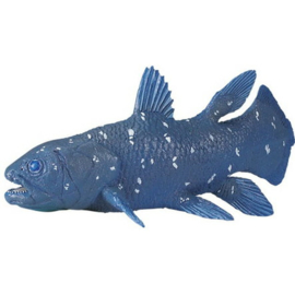 Coelacanth  S285729